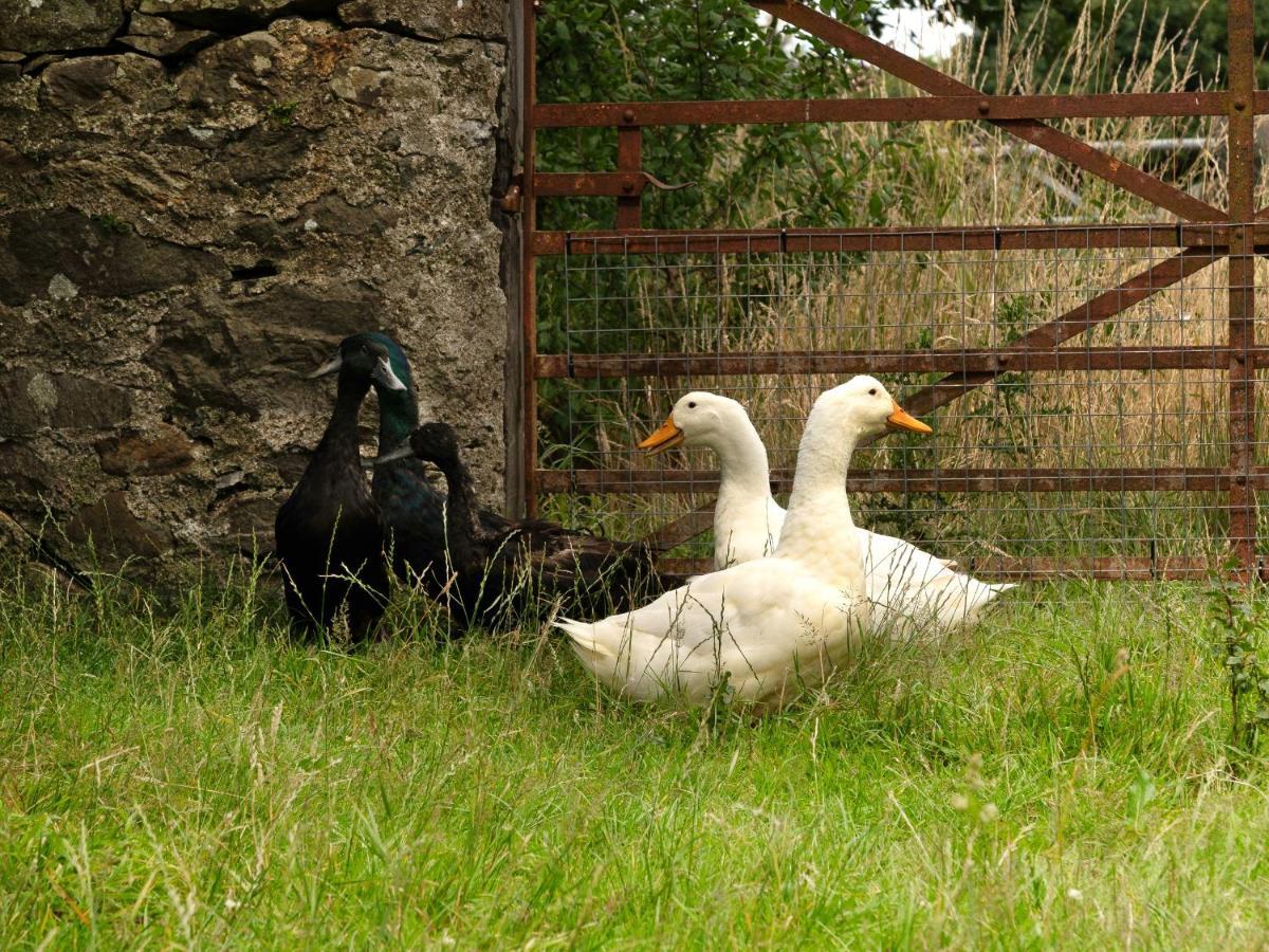 Grafog Farm Cottage, Caernarfon Groeslon Eksteriør billede